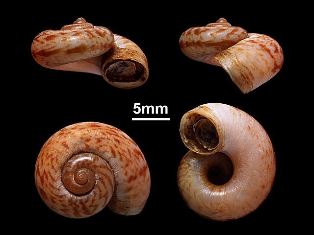 image of A.itieri var.hofmeisteri (a)